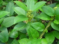 Gymnema Leaf